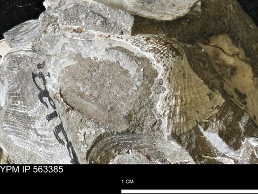 Parallelodon (Cosmetodon) sp.