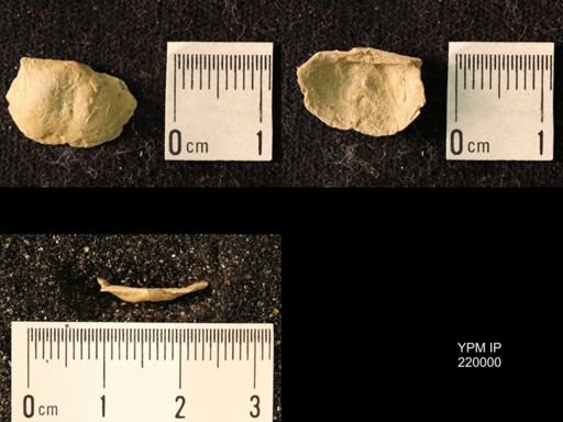 Chonetes sp.