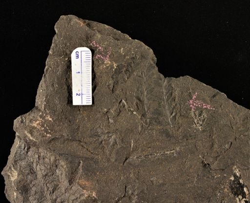 Coniopteris sp.