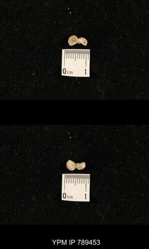 undet. Bryozoa