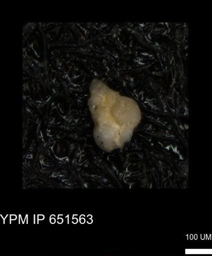 undet. Heterohelicidae