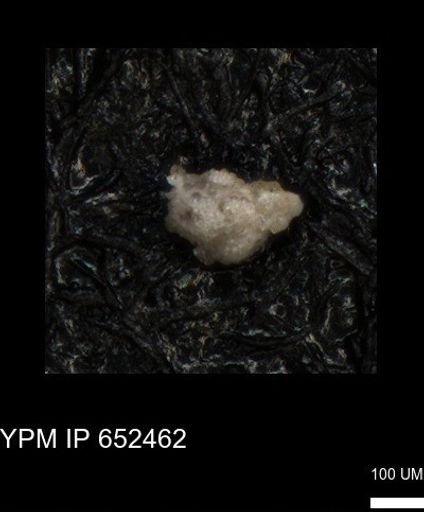 undet. Foraminiferida