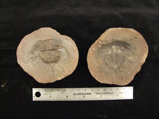 Euproops danae