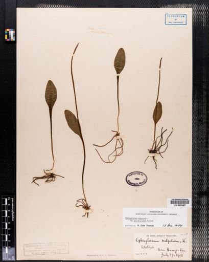 Ophioglossum vulgatum