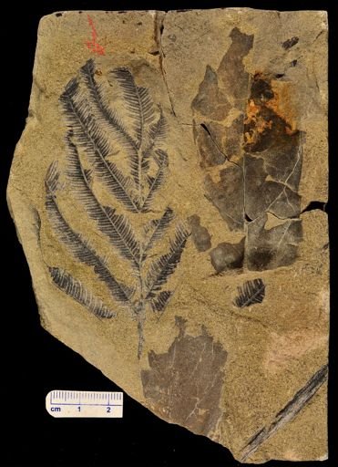 Calcaropteris boeselii
