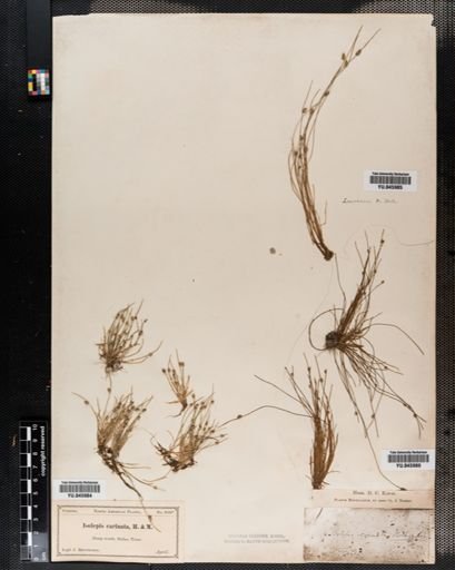 Scirpus