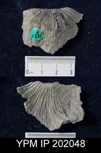 Strophonella punctulifera