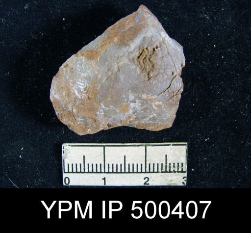undet. Athyridoidea