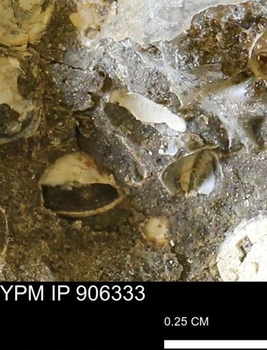undet. Bivalvia