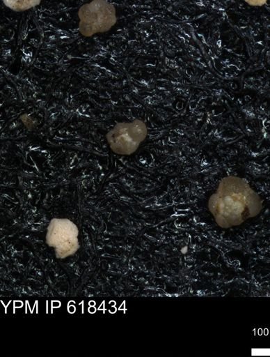 undet. Foraminiferida
