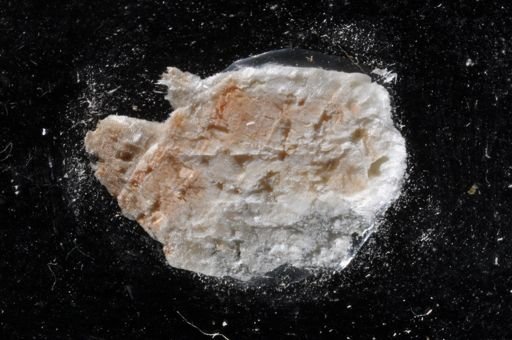 Schizoporella inarmata