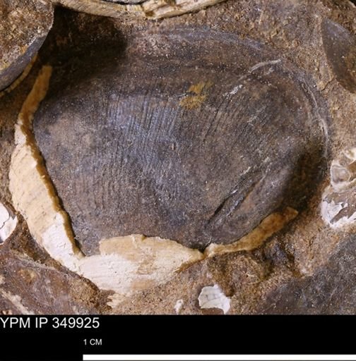 undet. Bivalvia