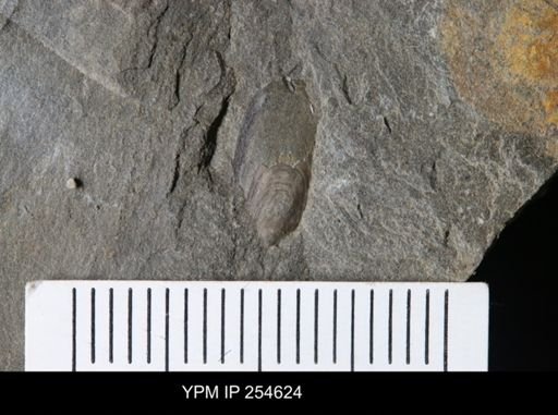 Linguloidea