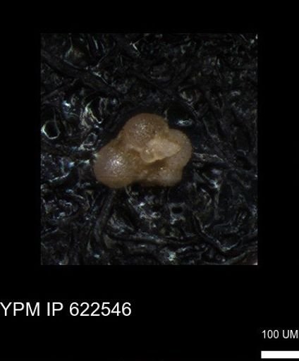 undet. Rugoglobigerinidae