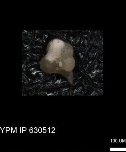 undet. Rugoglobigerinidae