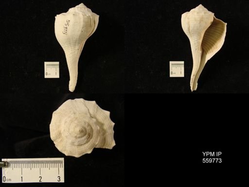 Busycon burnsii
