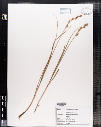 Carex silicea