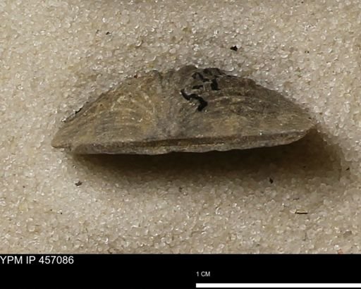 Stropheodonta sp.