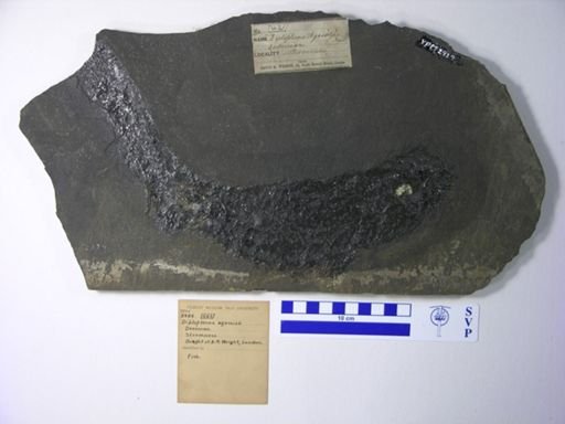 Diplopterus agassizii