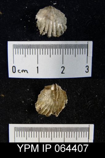 Sieberella roemeri