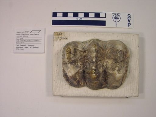 Mastodon americanus