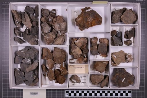 mixed taxa, stratigraphic collection