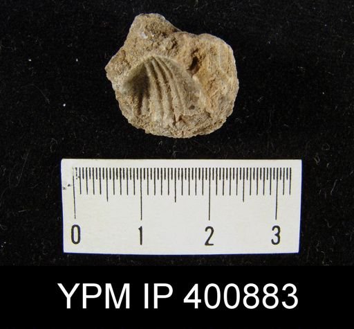 undet. Rhynchonellida