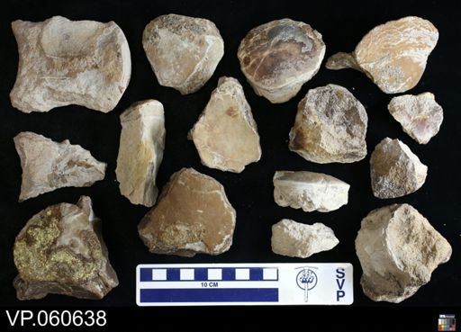 undet. Mosasauridae