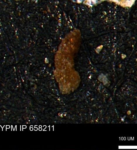 Ammobaculites subcretaceus