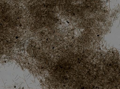 Neofibularia nolitangere