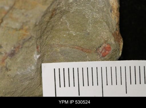 undet. Xiphosurida