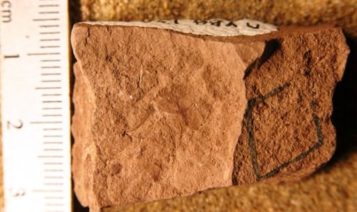 Antholithes tulipoidea