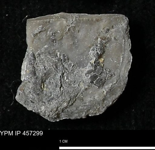 Pholidostrophia iowaensis