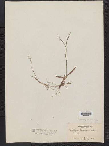 Digitaria ischaemum
