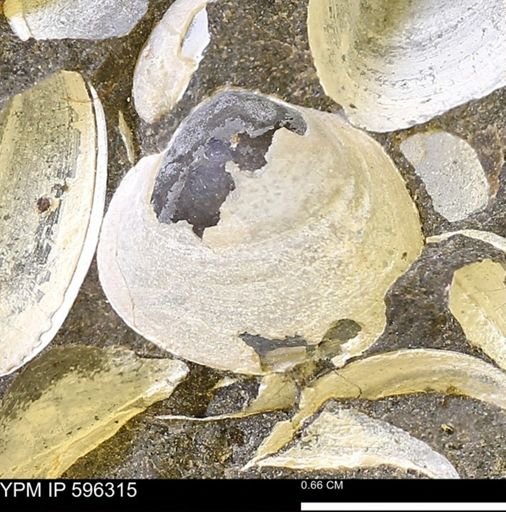 Limopsis striatopunctatus