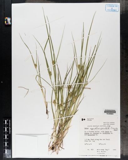 Carex sychnocephala