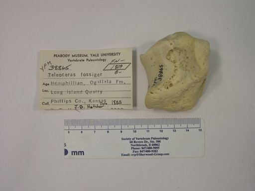 Teleoceras fossiger