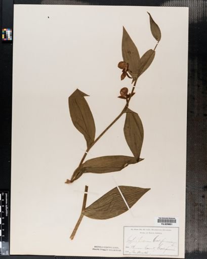 Cypripedium