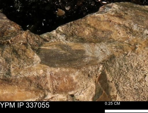 undet. Mollusca