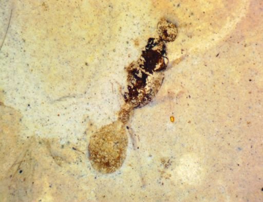 undet. Formicidae