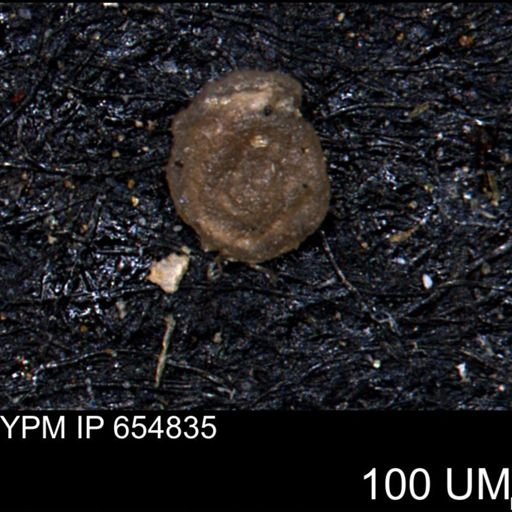 Glomospira reata