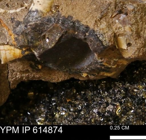 Limopsis? striatopunctatus