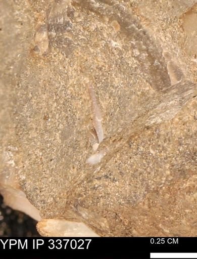 undet. Mollusca