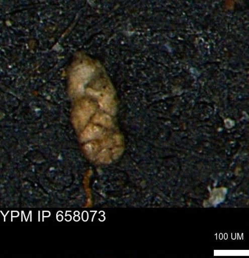 Ammobaculoides phaulus
