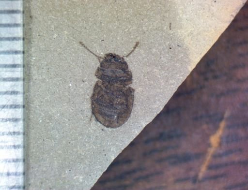 undet. Coleoptera