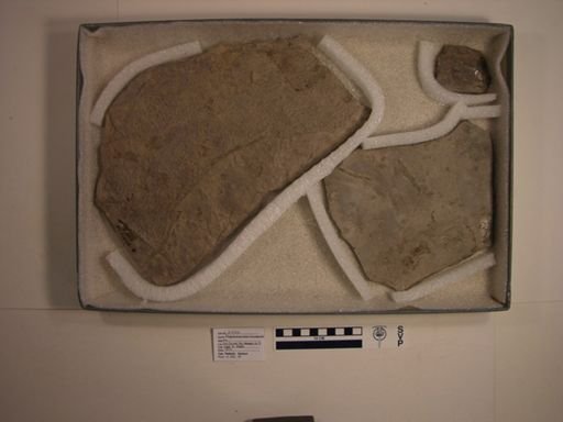 Rhynchosauroides brunswickii
