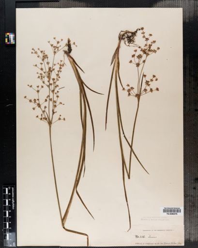 Juncus