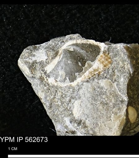 Parallelodon (Cosmetodon) sp.