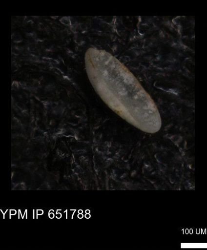 Ostracoda?
