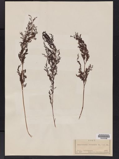 Cystopteris
